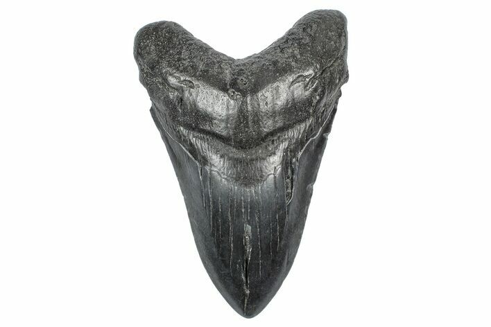 Fossil Megalodon Tooth - South Carolina #340141